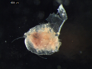  (Conchoecinae - DSB_2737)  @11 [ ] Copyright (2015) Inga Mohrbeck German Center for Marine Biodiversity Research, Senckenberg