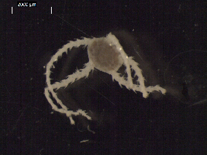  ( - DSB_3167)  @11 [ ] Copyright (2020) Magdalini Christodoulou German Centre for Marine Biodiversity Research, Senckenberg am Meer
