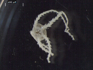  ( - DSB_3167)  @11 [ ] Copyright (2020) Magdalini Christodoulou German Centre for Marine Biodiversity Research, Senckenberg am Meer