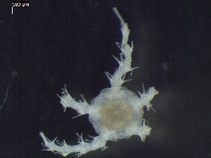  ( - DSB_3162)  @11 [ ] Copyright (2018) Magdalini Christodoulou German Center for Marine Biodiversity Research