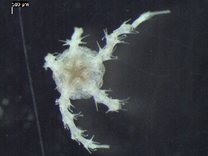  ( - DSB_3162)  @11 [ ] Copyright (2018) Magdalini Christodoulou German Center for Marine Biodiversity Research