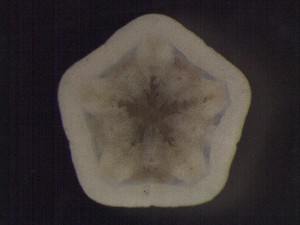  ( - DSB_3029)  @11 [ ] Copyright (2017) Magdalini Christodoulou German Center for Marine Biodiversity Research, Senckenberg