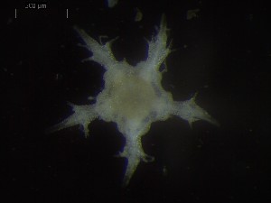  ( - DSB_3382)  @11 [ ] Copyright (2018) Magdalini Christodoulou German Center for Marine Biodiversity Research