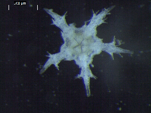  ( - DSB_3382)  @11 [ ] Copyright (2018) Magdalini Christodoulou German Center for Marine Biodiversity Research