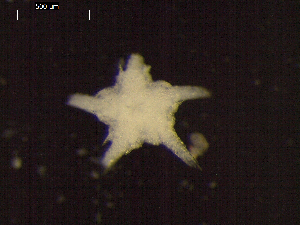  ( - DSB_3364)  @11 [ ] Copyright (2018) Magdalini Christodoulou German Center for Marine Biodiversity Research
