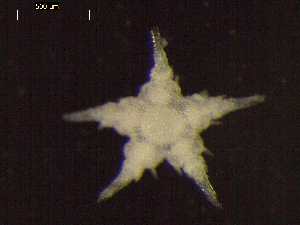  ( - DSB_3512)  @11 [ ] Copyright (2018) Magdalini Christodoulou German Center for Marine Biodiversity Research
