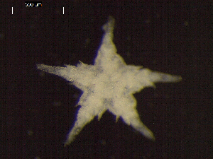  ( - DSB_3512)  @11 [ ] Copyright (2018) Magdalini Christodoulou German Center for Marine Biodiversity Research