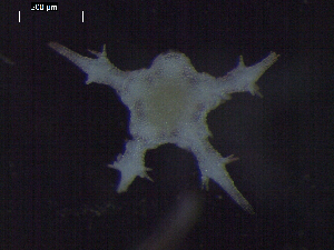  ( - DSB_3366)  @11 [ ] Copyright (2018) Magdalini Christodoulou German Center for Marine Biodiversity Research