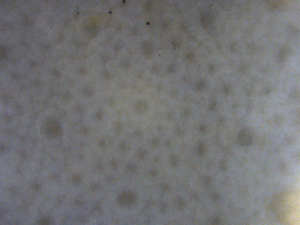  ( - DSB_44)  @11 [ ] Copyright (2016) Ana Hilário Centre for Environmental and Marine Studies, University of Aveiro