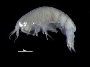  ( - DSB_3609)  @11 [ ] CreativeCommons  Attribution Non-Commercial Share-Alike (2019) Unspecified German Center for Marine Biodiversity Research
