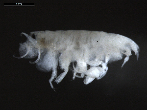  (Leptophoxoides - DSB_3756)  @11 [ ] CreativeCommons  Attribution Non-Commercial Share-Alike (2019) Unspecified German Center for Marine Biodiversity Research