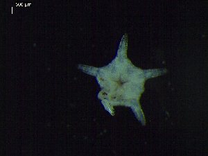  (Ophiosphalma cf. glabrum - DSB_2627)  @11 [ ] Copyright (2019) Magdalini Christodoulou German Center for Marine Biodiversity Research