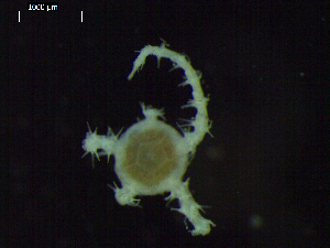  ( - DSB_3228)  @11 [ ] Copyright (2020) Magdalini Christodoulou German Centre for Marine Biodiversity Research, Senckenberg am Meer