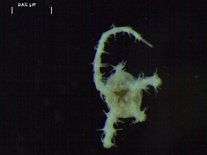  ( - DSB_3228)  @11 [ ] Copyright (2020) Magdalini Christodoulou German Centre for Marine Biodiversity Research, Senckenberg am Meer