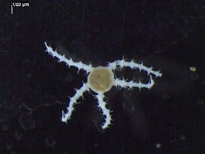  ( - DSB_3240)  @11 [ ] Copyright (2020) Magdalini Christodoulou German Centre for Marine Biodiversity Research, Senckenberg am Meer