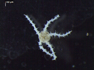  ( - DSB_3240)  @11 [ ] Copyright (2020) Magdalini Christodoulou German Centre for Marine Biodiversity Research, Senckenberg am Meer