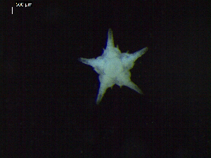  ( - DSB_3423)  @11 [ ] Copyright (2018) Magdalini Christodoulou German Center for Marine Biodiversity Research