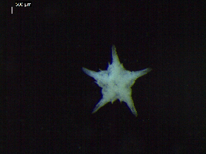  ( - DSB_3423)  @11 [ ] Copyright (2018) Magdalini Christodoulou German Center for Marine Biodiversity Research
