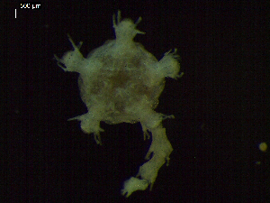  ( - DSB_3252)  @11 [ ] Copyright (2020) Magdalini Christodoulou German Centre for Marine Biodiversity Research, Senckenberg am Meer