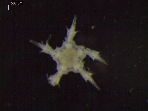 ( - DSB_3438)  @11 [ ] Copyright (2018) Magdalini Christodoulou German Center for Marine Biodiversity Research