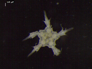  ( - DSB_3438)  @11 [ ] Copyright (2018) Magdalini Christodoulou German Center for Marine Biodiversity Research