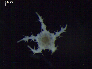  ( - DSB_3338)  @11 [ ] Copyright (2020) Magdalini Christodoulou German Centre for Marine Biodiversity Research, Senckenberg am Meer