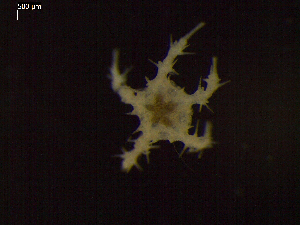  ( - DSB_3338)  @11 [ ] Copyright (2020) Magdalini Christodoulou German Centre for Marine Biodiversity Research, Senckenberg am Meer