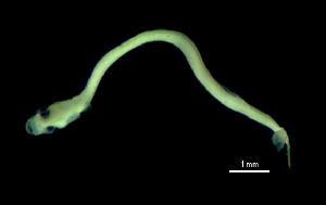  ( - G1A-040716-10)  @11 [ ] Copyright (2017) Manh Hung Pham University of Science, VNUHCMUS