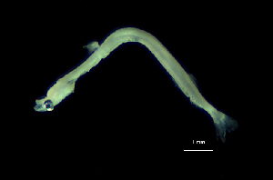  ( - G1A-040716-2)  @11 [ ] Copyright (2017) Manh Hung Pham University of Science, VNUHCMUS