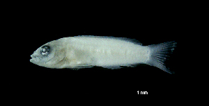  (Pseudochromis cf. fuscus - G1A-250417-8A)  @11 [ ] Copyright (2017) Manh Hung Pham University of Science, VNUHCMUS