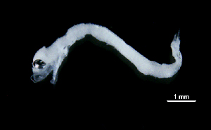  ( - R1C-290317-17A)  @11 [ ] Copyright (2017) Manh Hung Pham University of Science, VNUHCMUS