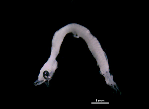  ( - R1D-290317-7A)  @11 [ ] Copyright (2017) Manh Hung Pham University of Science, VNUHCMUS