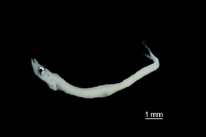  ( - R2D-290816-7A)  @11 [ ] Copyright (2017) Manh Hung Pham University of Science, VNUHCMUS