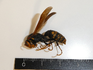  (Polistes jokahamae - 19TBK-050)  @11 [ ] Copyright (2019) Komine Yukio Tokyo National Research Institute for Cultural Properties