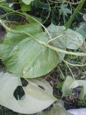  (Dioscorea preussii - CDI-DW10083)  @11 [ ] Attribution Non-Commercial Share-Alike (2023) yao83konan@gmail.com Institut Botanique Ake-Assi d Andokoi