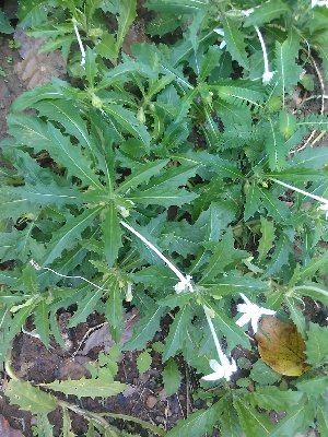  (Hippobroma - CDI-DW7915)  @11 [ ] Attribution Non-Commercial Share-Alike (2023) yao83konan@gmail.com Institut Botanique Ake-Assi d Andokoi