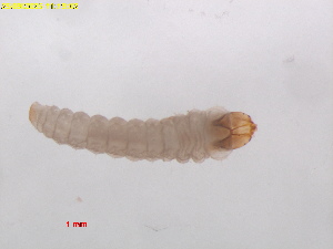  ( - RMNH.INS.12512)  @11 [ ] CreativeCommons  Attribution (by) (2025) Erik J. van Nieukerken-Naturalis Naturalis Biodiversity Center