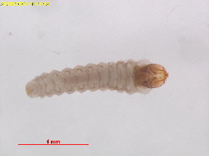  ( - RMNH.INS.12512)  @11 [ ] CreativeCommons  Attribution (by) (2025) Erik J. van Nieukerken-Naturalis Naturalis Biodiversity Center