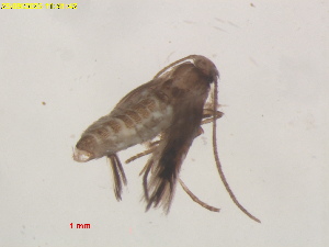  ( - RMNH.INS.29674)  @11 [ ] CreativeCommons  Attribution (by) (2025) Erik J. van Nieukerken-Naturalis Naturalis Biodiversity Center