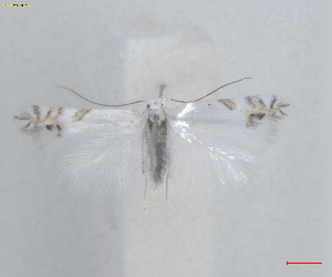  ( - RMNH.INS.25660)  @11 [ ] CreativeCommons  Attribution (by) (2025) Erik J. van Nieukerken-Naturalis Naturalis Biodiversity Center