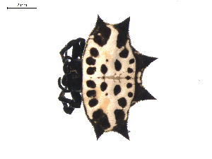  ( - BIOUG01965-C03)  @13 [ ] Copyright  G. Blagoev 2012 Unspecified