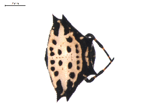  ( - BIOUG01965-C04)  @13 [ ] Copyright  G. Blagoev 2012 Unspecified