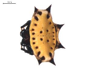  ( - BIOUG01965-D07)  @13 [ ] Copyright  G. Blagoev 2012 Unspecified