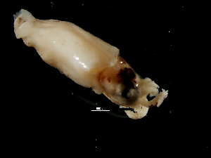  ( - Loliginidae 1_S16SAN)  @13 [ ] CreativeCommons - Attribution Non-Commercial Share-Alike (2011) Alvaro Roura Instituto de Investigaciones Marinas
