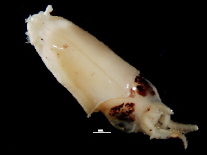  (Alloteuthis subulata - Loliginidae 2_S16SAN)  @14 [ ] CreativeCommons - Attribution Non-Commercial Share-Alike (2011) Alvaro Roura Instituto de Investigaciones Marinas