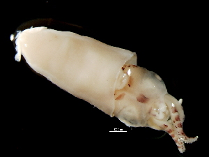  ( - Loliginidae 2_S16SAN)  @13 [ ] CreativeCommons - Attribution Non-Commercial Share-Alike (2011) Alvaro Roura Instituto de Investigaciones Marinas