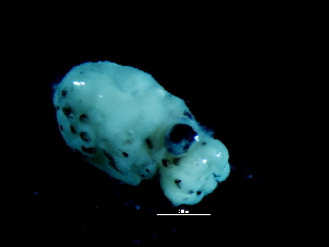  ( - Octopus vulgaris 1_S18PAN)  @13 [ ] CreativeCommons - Attribution Non-Commercial Share-Alike (2011) Alvaro Roura Instituto de Investigaciones Marinas
