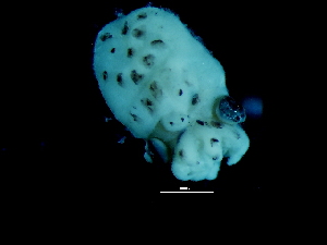  ( - Octopus vulgaris 5_S20SAN)  @13 [ ] CreativeCommons - Attribution Non-Commercial Share-Alike (2011) Alvaro Roura Instituto de Investigaciones Marinas