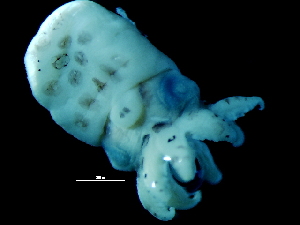  ( - Octopus vulgaris_G13DOM)  @13 [ ] CreativeCommons - Attribution Non-Commercial Share-Alike (2011) Alvaro Roura Instituto de Investigaciones Marinas