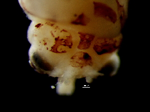  ( - Ommastrephidae A_S5MON)  @12 [ ] CreativeCommons - Attribution Non-Commercial Share-Alike (2011) Alvaro Roura Instituto de Investigaciones Marinas